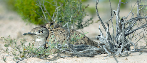 What when you listen the vocals of birds? Smile, feeling better? Yes! We, at Houbarafund.org working for Houbara conservation. Visit us to know more at Visit: http://www.houbarafund.org/en/info/uae