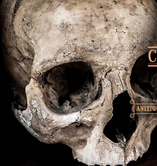 We sell REAL human skulls, skeletons, bones, Tibetan kapalas, as well as other oddities and curiosities. Call us (626) 710-4073and email us  info@thecopperhammer.com.
visit us:-https://www.thecopperhammer.com/the-ossuary