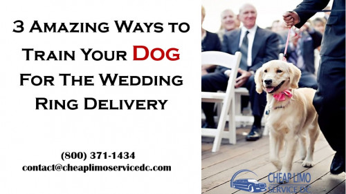 3 Amazing Ways to Train Your Dog For The Wedding Ring Delivery