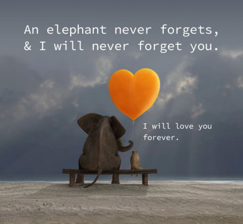 50ee3a667702e7d7c403ba786998eb8c we will never forget i will love you