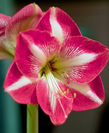 AMARYLLIS-DUTCH-MIX-2.jpg