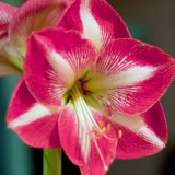 AMARYLLIS-DUTCH-MIX-2