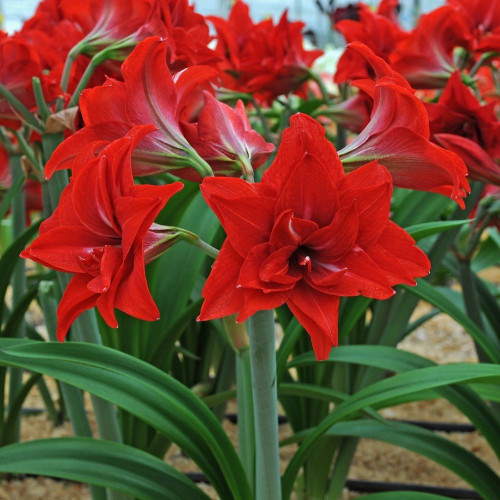 AMARYLLIS-RED-DOUBLE-2.jpg