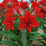 AMARYLLIS-RED-DOUBLE-2