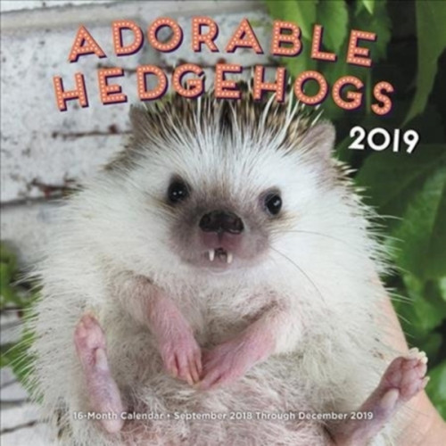 Adorable-Hedgehogs-2019.jpg
