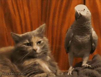 BIRD-ANNOYING-CAT.gif