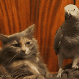 BIRD-ANNOYING-CAT