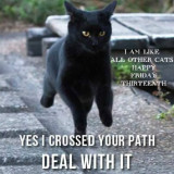 BLACK-CAT-CROSSED-YOUR-PATH