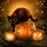 BLACK-CAT-ON-PUMPKIN