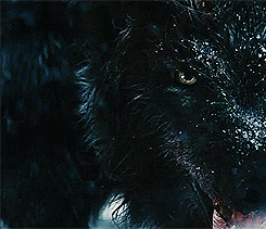 BLACK-WOLF-IN-SNOW.gif
