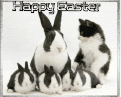 BUNNIES-AND-CAT.gif