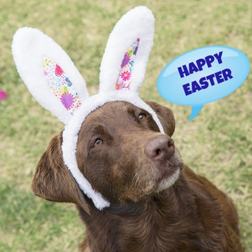 BUNNY-EARS-ON-DOG.jpg