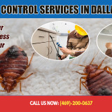 Bed-Bug-Control-Services-in-Dallas-Texas030f7baec6775a5a