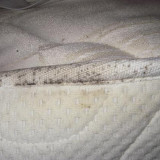 Bed-Bug-Exterminator-Dallas-Cost