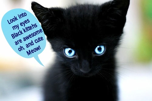 Black-cat-cutie.jpg