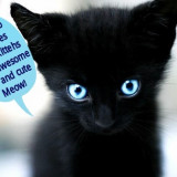 Black-cat-cutie