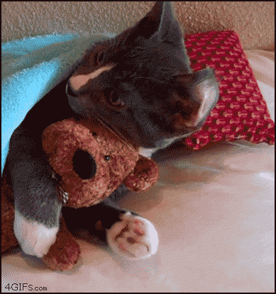 CAT-CUDDLING-STUFFED-TOY.gif