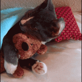 CAT-CUDDLING-STUFFED-TOY