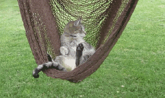 CAT IN HAMMOCK SWING