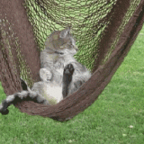 CAT-IN-HAMMOCK-SWING