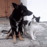 CAT-LOVING-ON-DOG