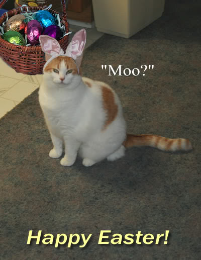 CAT-MOO.jpg