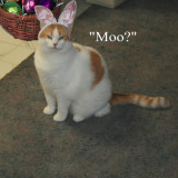 CAT-MOO