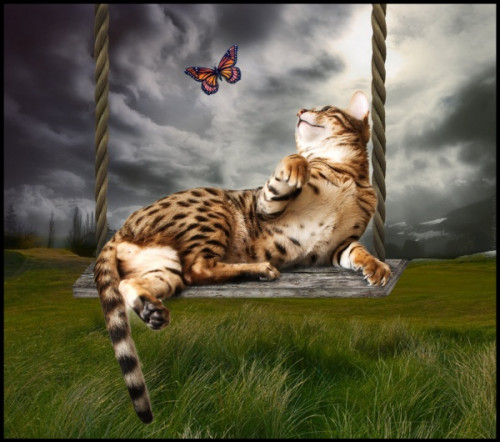 CAT-ON-SWING-IN-SPRING.jpg