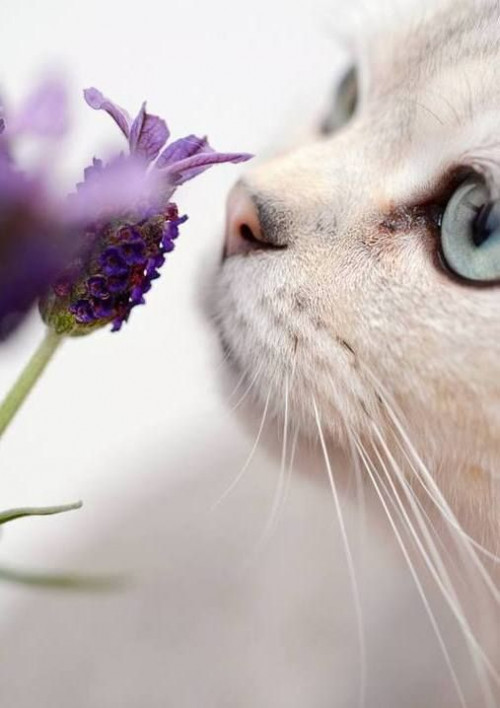 CAT-PURPLE-FLOWER.jpg