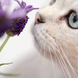 CAT-PURPLE-FLOWER