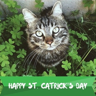 CAT-ST-CATRICKS-DAY.jpg