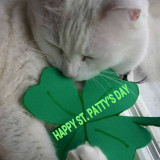 CAT-ST.-PATTYS-DAY