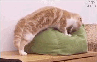 CAT-TAKING-OVER-PILLOW-BED.gif
