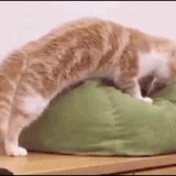 CAT-TAKING-OVER-PILLOW-BED