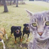 CAT-VS-DOGS