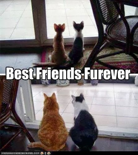CATS-BEST-FRIENDS-4EVER.jpg
