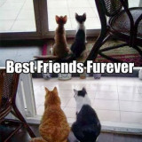 CATS-BEST-FRIENDS-4EVER