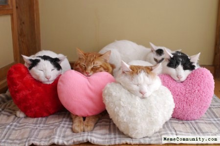 CATS-SLEEP-HEARTS.jpg