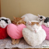 CATS-SLEEP-HEARTS