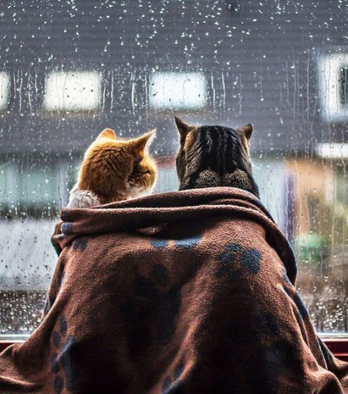 CATS-WATCHING-RAIN-TOGETHER.jpg