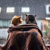 CATS-WATCHING-RAIN-TOGETHER