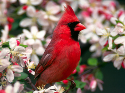 Cardinal-in-Springtime.jpg