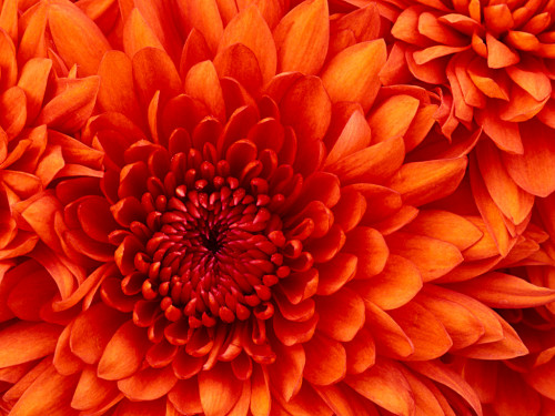 Chrysanthemum139ebe2e73f07aee.jpg