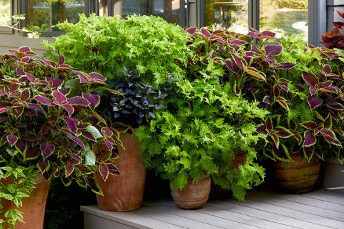 Grow Coleus Plants in your garden and find the ideas and tips at Garden Gate magazine. You would love these crazy color combinations and leaf patterns grown as a shrub in your garden. https://www.gardengatemagazine.com/articles/how-to/divide/how-to-grow-coleus-from-cuttings