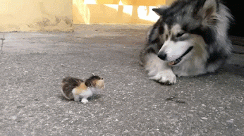 DOG AND KITTY