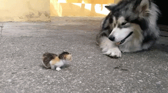 DOG-AND-KITTY.gif