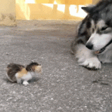 DOG-AND-KITTY