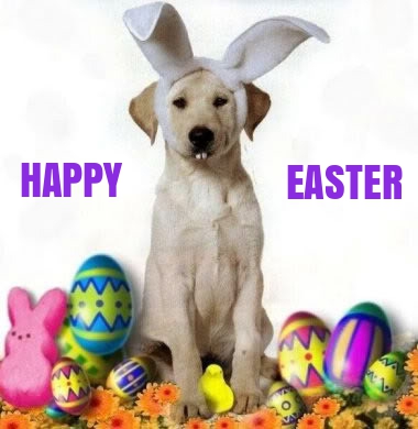 DOG-HAPPY-EASTER.jpg