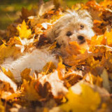 DOG-IN-LEAVES
