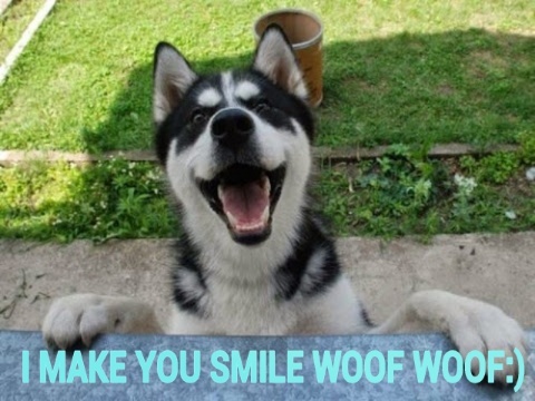 DOG-MAKE-YOU-SMILE.jpg